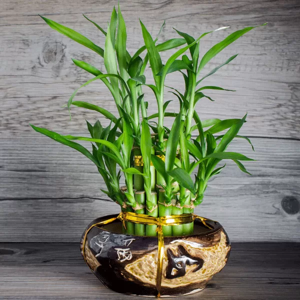 lucky bamboo plant