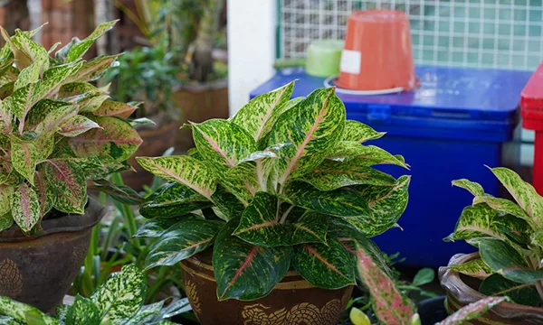 cây cảnh nội thất đẹp