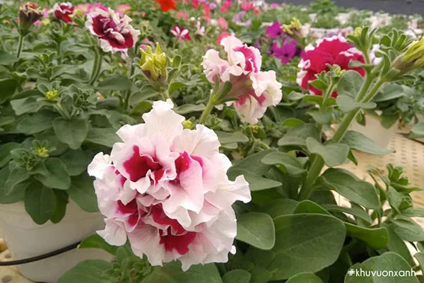 hoa dạ yến thảo kép